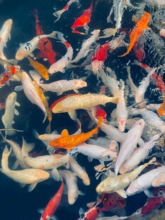 多彩锦鲤畅游水中世界