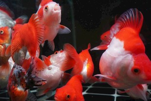 多彩金鱼群游于水族箱中