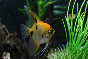 水中金神仙鱼与绿植相伴