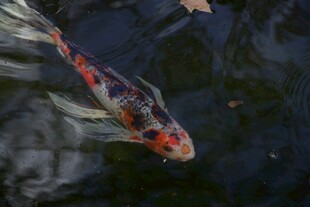 水中锦鲤悠游