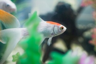 灵动金鱼于水中悠然游弋