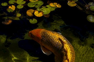 池塘中的金色锦鲤