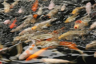 池塘中游动的多彩锦鲤鱼