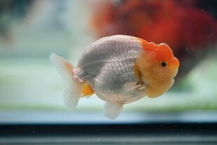 可爱金鱼水中游