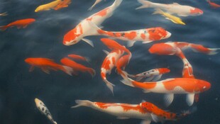 池塘中游动的多彩锦鲤