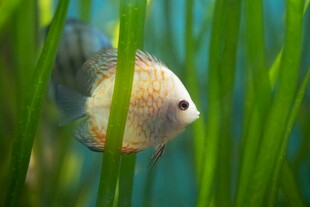 水草间的七彩神仙鱼