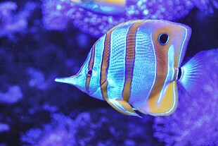 条纹海鱼在水中游动