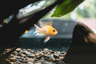 水中游弋的美丽小金鱼