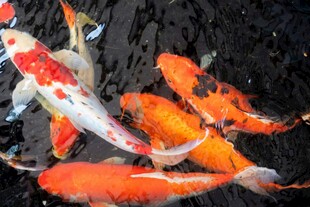 池塘中游动的多彩锦鲤