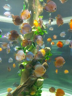多彩金鱼畅游于水族箱中