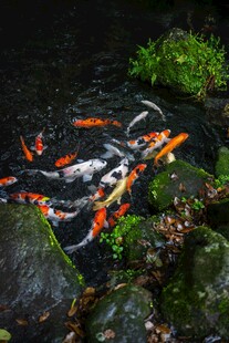池塘中游动的多彩锦鲤