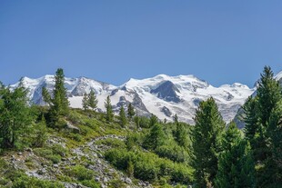 雪山下的葱郁山林