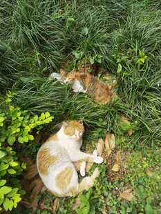 猫咪草丛