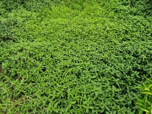 水豇豆