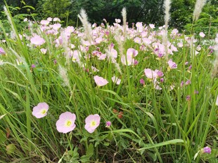 月见花