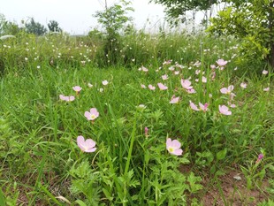 月见花