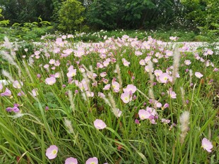 月见草