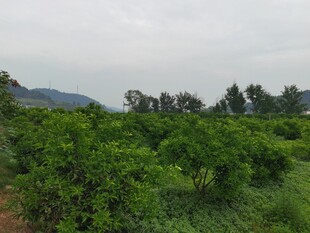 果树