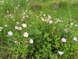 月见花