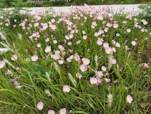 月见草花