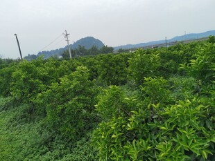 果园