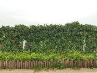 绿植围栏
