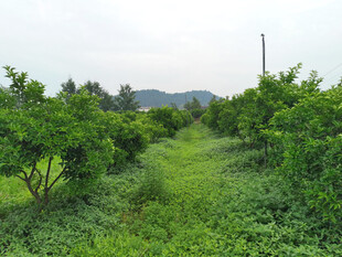 果树