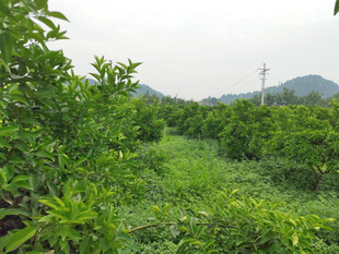 橘子树