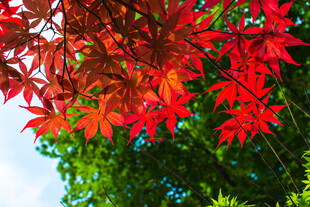 红枫叶的绚丽景致