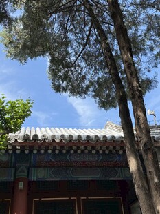 中式屋檐旁的葱郁树木