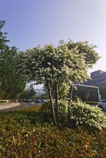 户外绿树景观