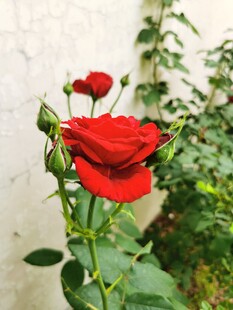 娇艳红玫瑰绽放于绿植间