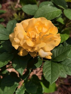 黄色娇艳月季花