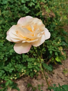 淡黄月季花绽放于草丛