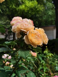 娇艳黄玫瑰绽放于花丛
