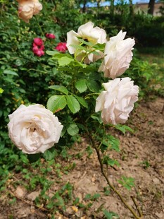 花园中的美丽白玫瑰花
