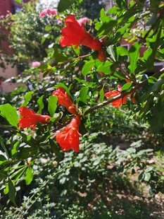 鲜艳朱槿花绽放绿叶间