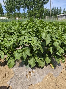 土豆种植