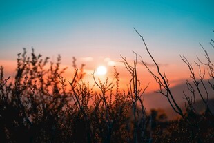 夕阳下的枯树枝美景