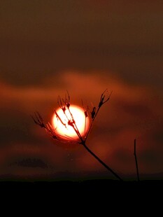 夕阳下的草尖剪影