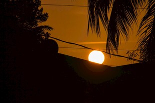 夕阳下的棕榈树剪影