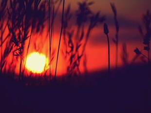 夕阳下的芦苇美景