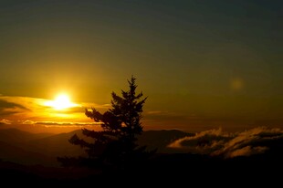 夕阳下的孤树美景