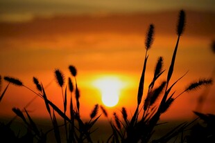 夕阳下的草影