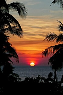 夕阳下的椰林海景