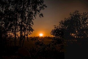 夕阳下的树林美景