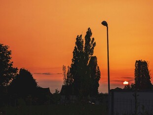 夕阳下的树木与路灯