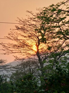 夕阳下的树木美景