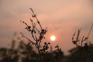夕阳下的植物剪影