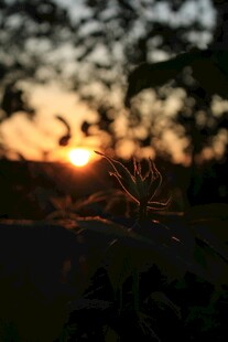 夕阳下的植物剪影